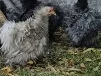 Pekin Bantam — 1. fotó