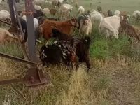 عنزة, الماعز — الصورة 3