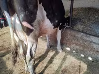 Tehén, Holstein fajta — 2. fotó
