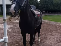 Hing, Friesian sport horse — 3. fotó