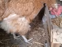 gallina danesa — foto 3