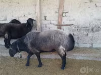Beran, Edilbay sheep — foto 1