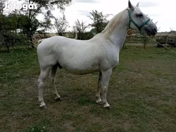 Hengst, Lipizzaner