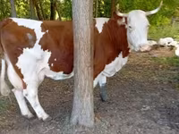Vaca, Raza gris húngara — foto 1