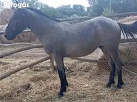 Hing, Lovak — 1. fotó
