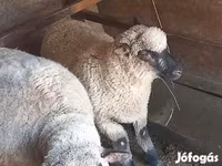 Kos, Shroshire sheep — 1. fotó