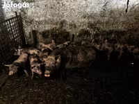 Kan, Пьетрен — 2. fotó