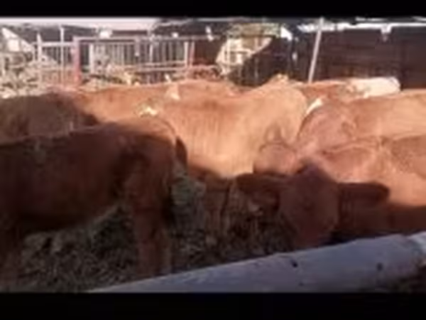 Bika, Limousin tehén