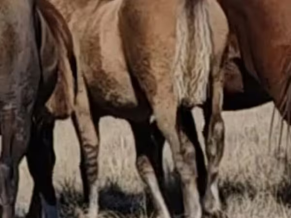 Lovak (tétel, nem megadva), Mugalzhar horse