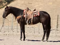 Hing, Friesian — 4. fotó