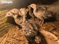 Turkeys — الصورة 4