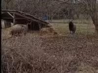 نعجة, Racka sheep — الصورة 2
