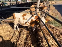 母牛, Simmental cattle — 照片 4