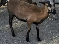 Carnero, Cameroon sheep — foto 1
