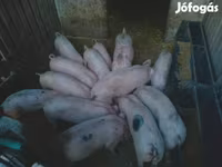 Boar, Pigs — photo 3