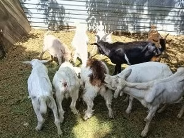 Теке, Saanen goat