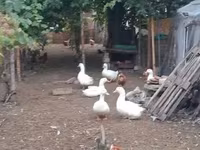 Ducks — 照片 4