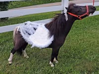 घोड़ी, Miniature horse — फ़ोटो 2