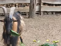 Billy Goat, Goats — photo 3