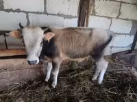 Toro, Ganado vacuno — foto 4