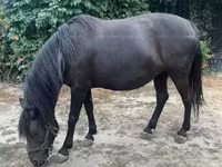 घोड़ी, Hucul pony — फ़ोटो 6