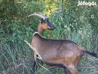 Bak, Alpine goat — 7. fotó