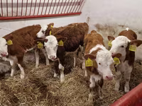 Rinder (Partie, Geschlecht nicht angegeben), Simmental cattle — Foto 2