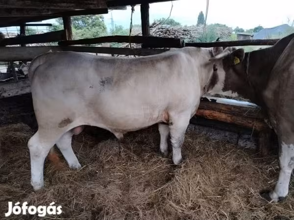 Bika, Limousin tehén