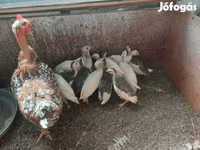 Chickens — الصورة 6