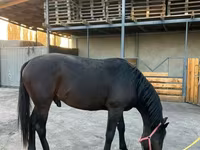 Cheval, Karachay horse — photo 2