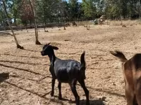 母山羊, Nubian Goat — 照片 3