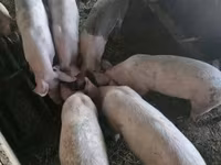 Pigs (batch, sex not specified), Pigs — photo 2