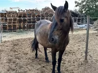 At, Hucul pony — foto 3