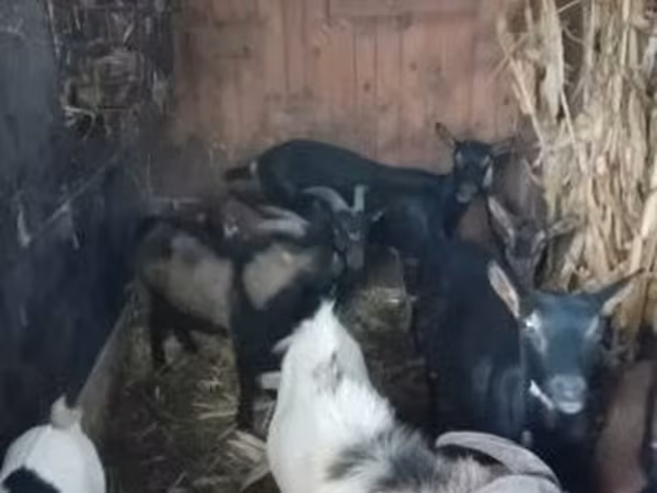 Ziege, Ziegen — Ungarn