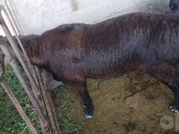 Carneiro, Ovelhas — foto 4