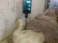 Geese — foto 1