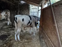 Býk, Russian Black pied cattle — foto 3
