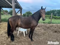 حصان, Lipizzaner — الصورة 8