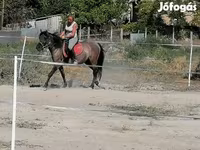 Кобыла, Коник польский — фото 3