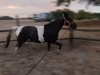 母马, Appaloosa — 照片 5