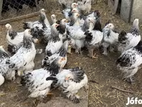 Brahma — Foto 2