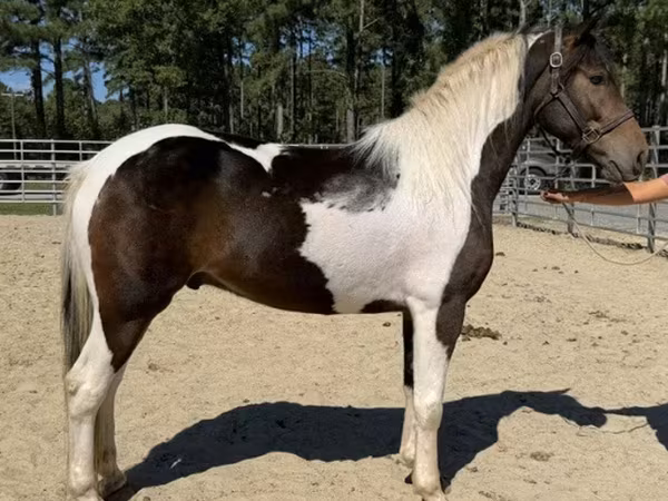 Hing, American paint horse