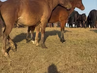 حصان, Mugalzhar horse — الصورة 8