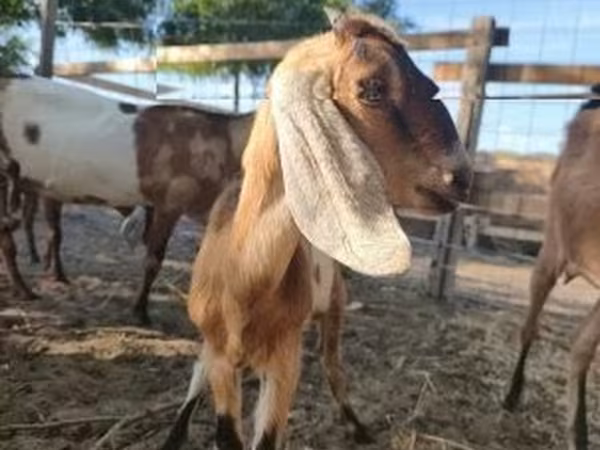 Dişi keçi, Nubian Goat