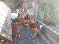 Chickens — 照片 1