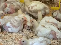 Chickens — zdjęcie 3