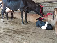 母牛, Cattle — 照片 3