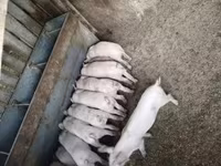 猪（批次，未指定性别）, Pigs — 照片 3