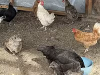 Chickens — الصورة 5