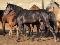 حصان, Orlov Trotter — الصورة 3